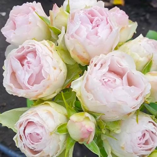 Роза спрей Сильвер Лэйс (Silver Lace) изображение 1 артикул 2055