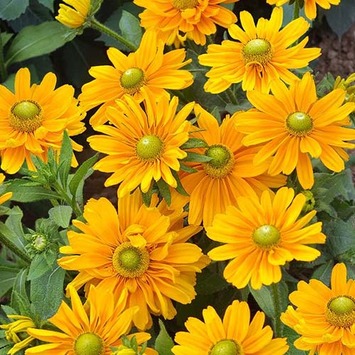 Рудбекия Амарилло Голд Русский огород НК артикул фото 1 Рудбекия Амарилло Голд Русский огород НК изображение 1 артикул 84124