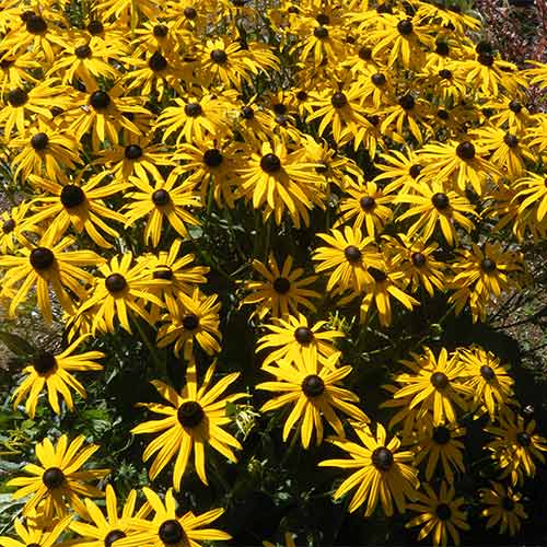 Рудбекия блестящая Гольдштурм изображение 1 артикул 01407