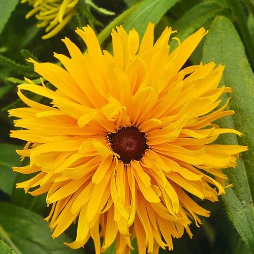 Рудбекия Дорога к славе Русский огород НК изображение 1 артикул 84125