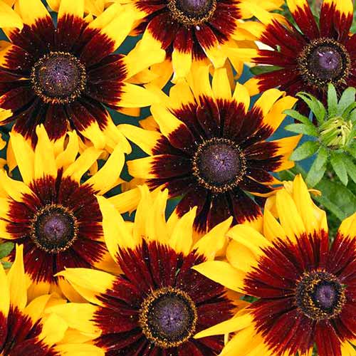 Рудбекия Солнечное затмение артикул фото 1 Рудбекия Солнечное затмение изображение 1 артикул 71580