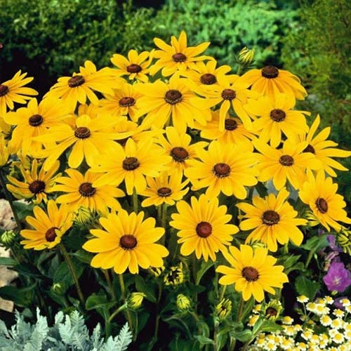 Рудбекия Золотая Шайен Голд Русский огород НК артикул фото 1 Рудбекия Золотая Шайен Голд Русский огород НК изображение 1 артикул 84126