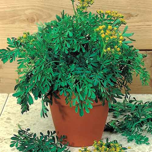 Рута овощная Кружевница Седек артикул фото 1 Рута овощная Кружевница Седек изображение 1 артикул 84914