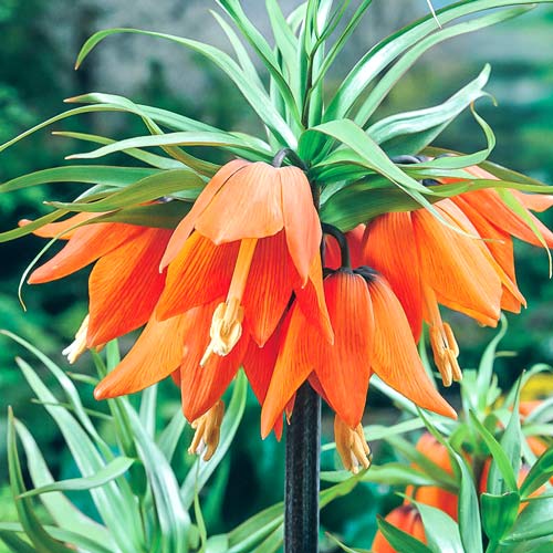 Рябчик (фритиллярия) императорский Аврора изображение 1 артикул 68074