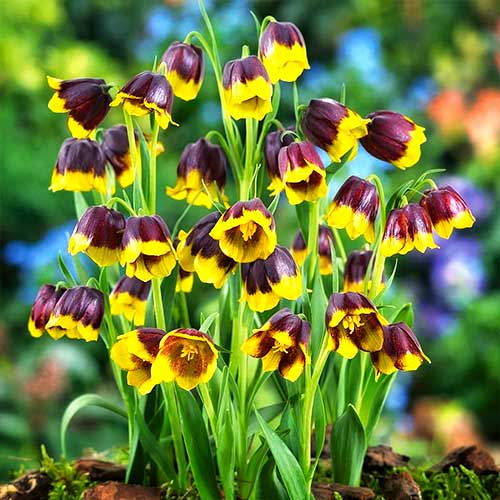 Рябчик (фритиллярия) Ува-Вульпис изображение 1 артикул 70245