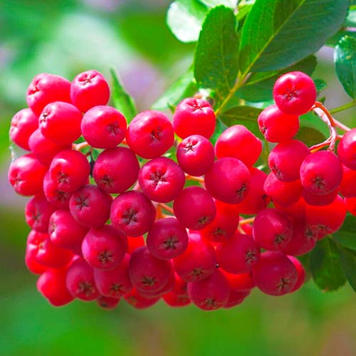 Арония (рябина) Бриллиант изображение 1 артикул 5725