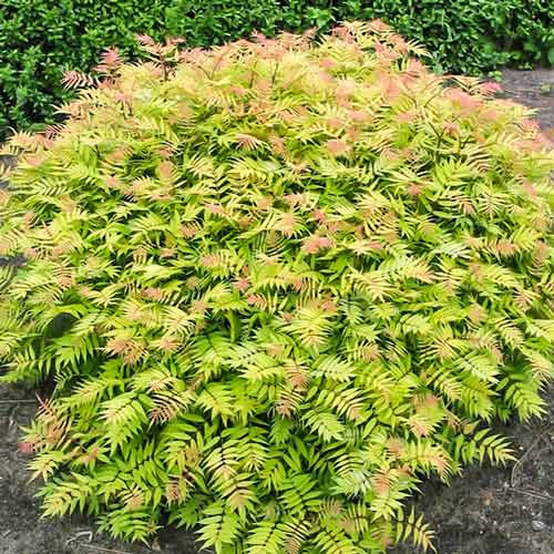 Рябинник рябинолистный Сэм артикул фото 1 Рябинник рябинолистный Сэм изображение 1 артикул 9546