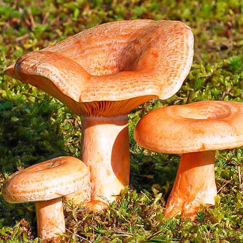 Рыжик настоящий изображение 1 артикул 9737