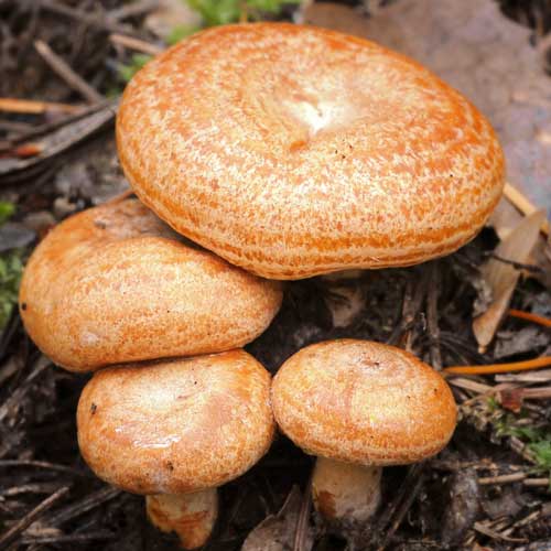 Рыжик настоящий изображение 2 артикул 9737