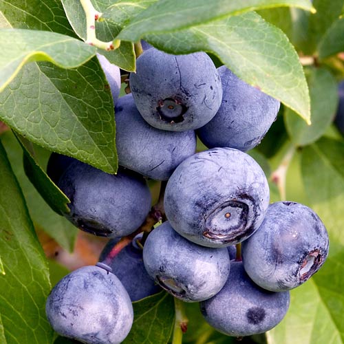 Черника садовая артикул фото 1 Черника садовая изображение 1 артикул 8438