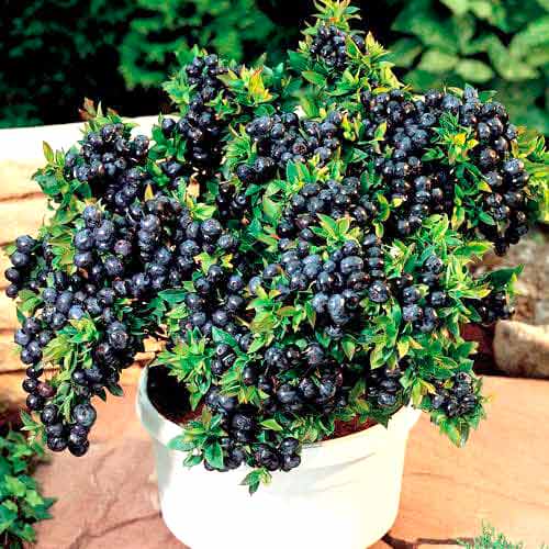 Черника садовая Топ Хат изображение 1 артикул 9243