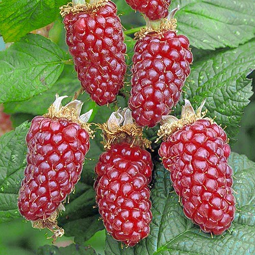 Ежемалина Логанберри изображение 1 артикул 7509