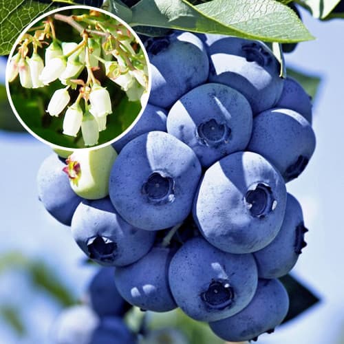 Голубика XXL изображение 1 артикул 9211