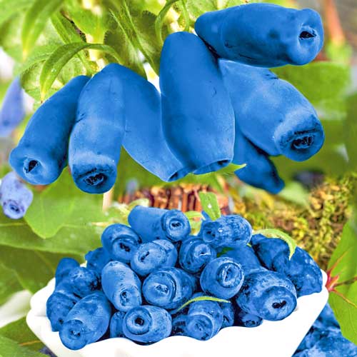 Жимолость Блю Вельвет изображение 1 артикул 9224