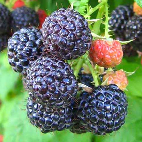 Малина черная Кумберленд изображение 1 артикул 7550