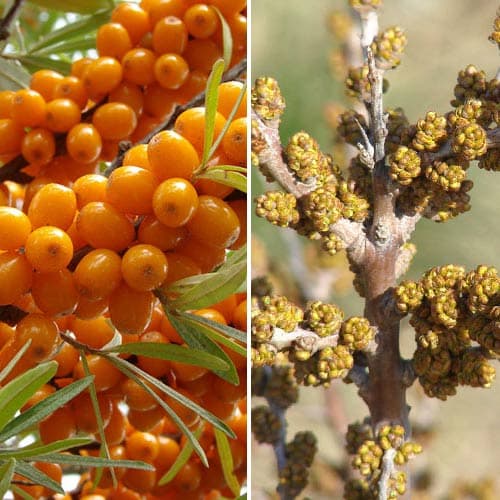 Комплект Облепиха Оранжевая сила: муж.(1) + жен.(1) изображение 1 артикул 9253