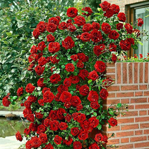 Роза плетистая Черный Букет изображение 1 артикул 2832