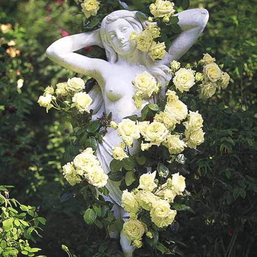 Роза плетистая Зеленая артикул фото 1 Роза плетистая Зеленая изображение 1 артикул 2162