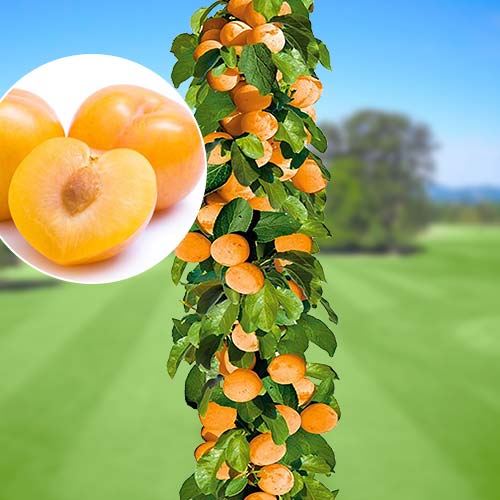 Слива колоновидная желтая изображение 1 артикул 1916