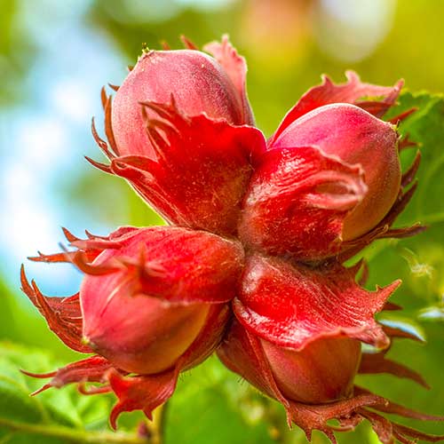 Фундук Московский рубин изображение 1 артикул 4242