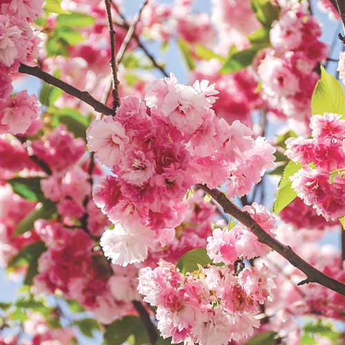 Сакура (вишня декоративная) Пинк Перфекшин изображение 1 артикул 9159