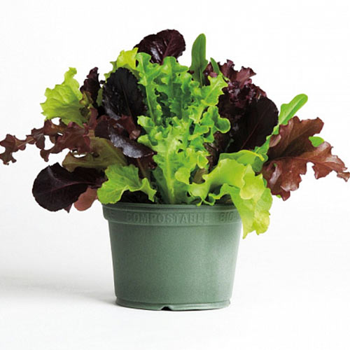 Салат Альфреско, смесь сортов изображение 1 артикул 71869