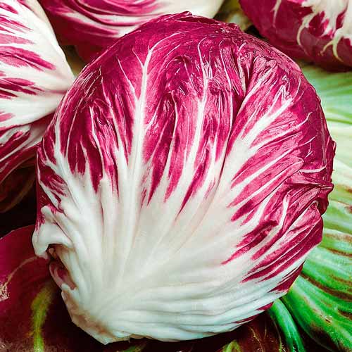 Салат цикорный Диетический изображение 1 артикул 71350