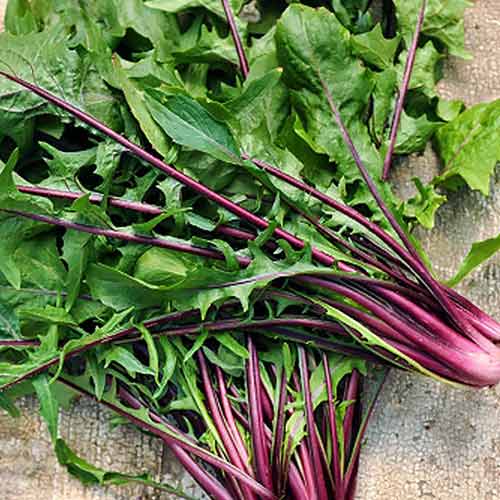 Салат цикорный Стрелы амура Седек изображение 1 артикул 84917