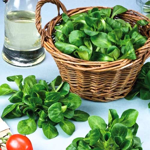 Салат Дукат изображение 1 артикул 69811