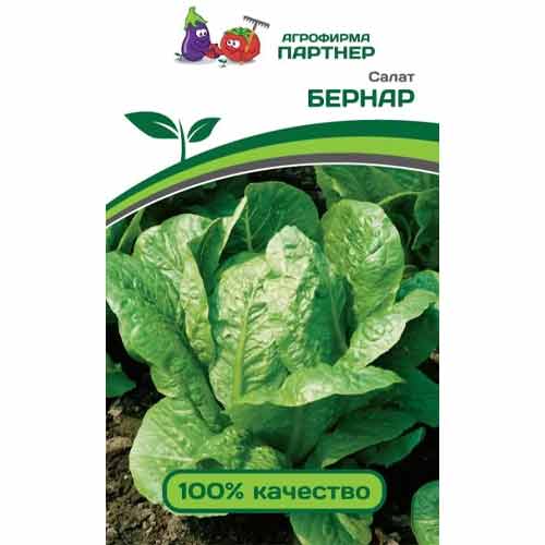 Салат кочанный Бернар Партнер изображение 1 артикул 84046