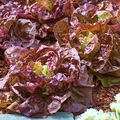 Салат кочанный Розмари изображение 1 артикул 81041