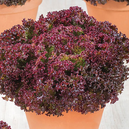 Салат листовой Пушкин Premium Seeds изображение 1 артикул 83820