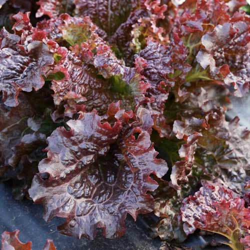 Салат Скороход изображение 1 артикул 69813