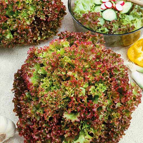 Салат листовой Яркие витаминки, смесь сортов Уральский дачник изображение 1 артикул 74235