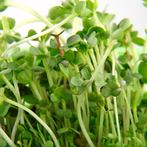 Салатный микс Никольские Проростки Иммунитет, смесь сортов артикул фото 3 Салатный микс Никольские Проростки Иммунитет, смесь сортов изображение 3 артикул 83480