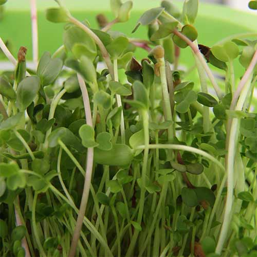 Салатный микс Никольские Проростки Стройность, смесь сортов артикул фото 3 Салатный микс Никольские Проростки Стройность, смесь сортов изображение 3 артикул 83476