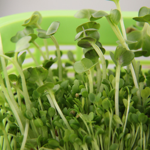 Салатный микс Никольские Проростки Витаминний, смесь сортов артикул фото 3 Салатный микс Никольские Проростки Витаминний, смесь сортов изображение 3 артикул 83481