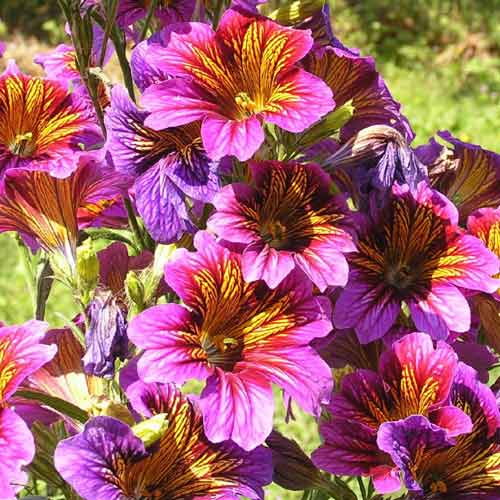 Сальпиглоссис Супербиссима артикул фото 1 Сальпиглоссис Супербиссима изображение 1 артикул 71582