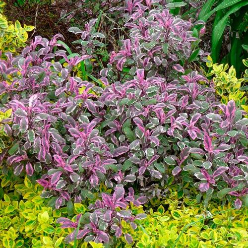 Шалфей Триколор изображение 1 артикул 7268