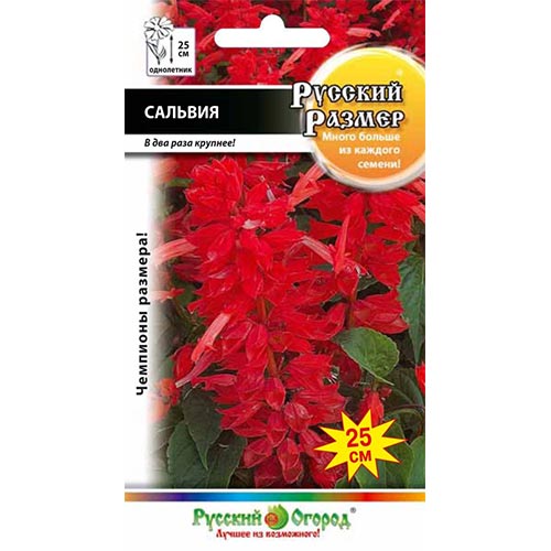 Сальвия Русский Размер НК изображение 1 артикул 92628