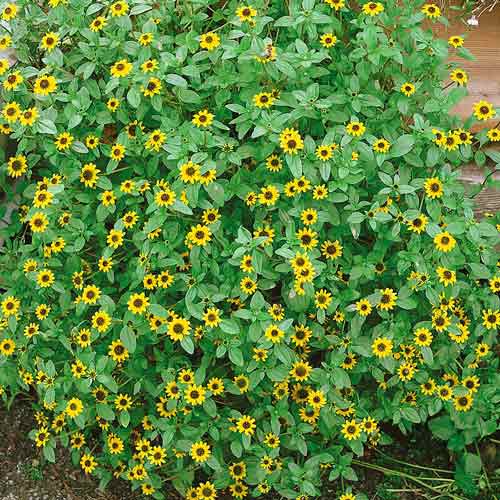 Санвиталия Желтая с черным глазком изображение 1 артикул 71583