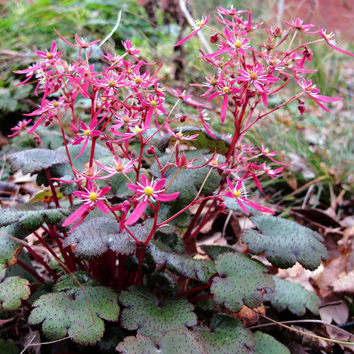 Камнеломка Блэк Руби изображение 1 артикул 7271