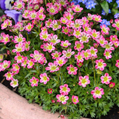 Камнеломка Пикси изображение 1 артикул 7272