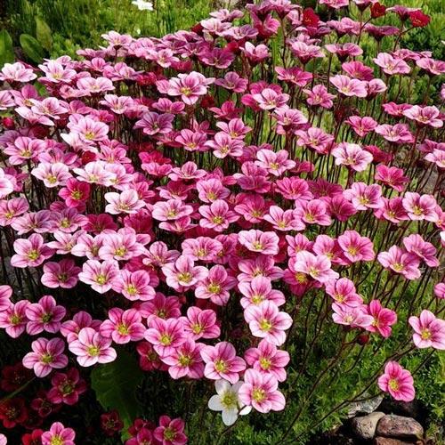 Камнеломка Питер Пен изображение 1 артикул 7269