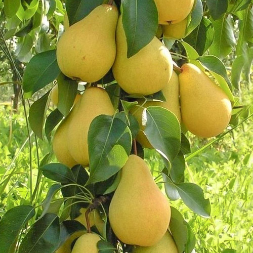 Груша колоновидная Декора изображение 1 артикул 1905