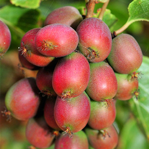 Мини-киви (актинидия) Ананасная изображение 1 артикул 8425