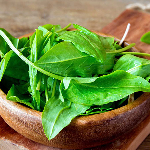 Щавель Богатырь Premium Seeds изображение 1 артикул 83879