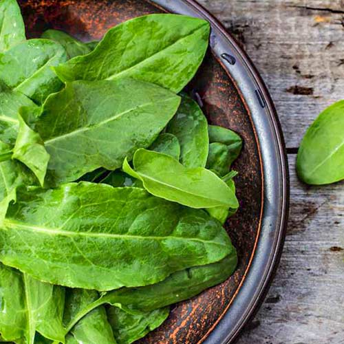 Щавель Семеновна Уральский дачник изображение 1 артикул 74271