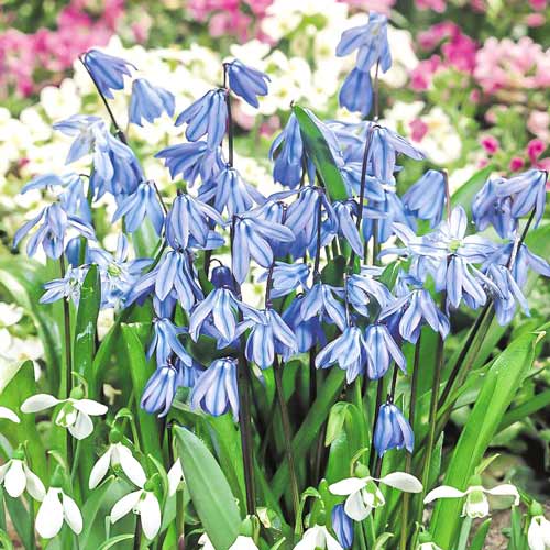 Сцилла Сиберика изображение 1 артикул 67446