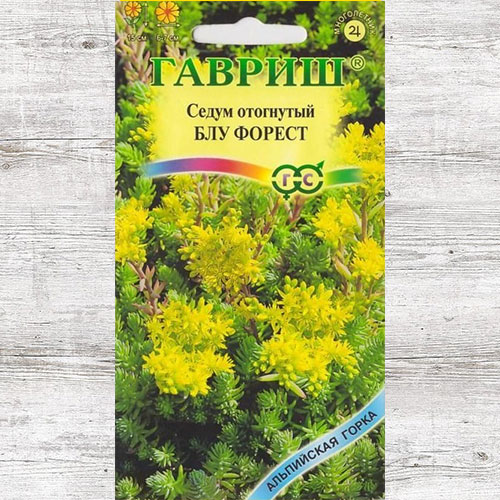 Седум Блу Форест Гавриш изображение 1 артикул 73749